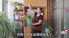 十字吊桶结简单又实用，悬挂花盆节省空间，大家学会了吗？