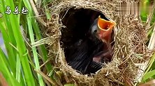 家中有3只幼鸟等着喂食，鸟妈妈抓到食物后，急急忙忙往家里赶