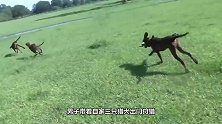 野猪被五条猛犬围攻，为保命只好放大招，还真管用