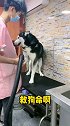 这就是区别啊 啊旺你很快就要被宠物店拉进黑名单