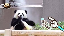 萌力爆表的熊猫宝宝抱着鲜嫩可口的大竹笋卖萌，可爱得不像话