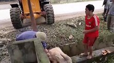 一头牛掉进坑里，全村人动员营救