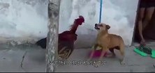 一只鸡过路被猴子一把抓住，接下来猴子的举动，鸡都生气了