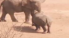 大象和犀牛相逢，谁都不让谁！