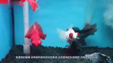 最蠢的翻车鱼，被咬掉一半还潇洒捕食，怕是这辈子都不可能灭绝的