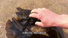 大海刚退潮，大庆在沙滩上发现大个的海胆壳，还挖到一个鸭蛋蛏