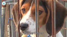 为什么说“鸡犬不宁”？原来它们之间还有恩怨，看完笑掉大牙