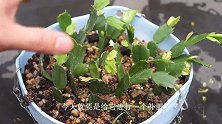 扦插20天的蟹爪兰长势就这么茂盛，加把料，让它年底开花