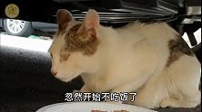 只吃袋装猫粮的猫妈妈，每天叼着食物步行数里，只为小猫能吃饱