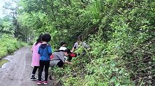 上山摘野草莓，大人摘、小孩吃，勾起了满满的儿时回忆