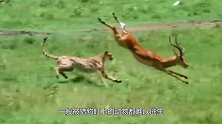 大难临头各自飞！鸵鸟被猎豹围攻，为了保命竟然出卖配偶！