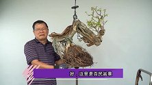 价值不菲的盆景太赞了！大叔将它翻盆，还用电钻削磨枝干沟壑，牛