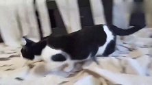 猫咪喜欢玩纸，于是主人给它铺满一整屋的卷纸，场面一度控制不住