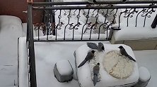 黑龙江哈尔滨：给女婿包的饺子不翼而飞，原来是一群喜鹊给吃了