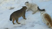长毛猫见花狸打架，上前和退了花狸，自己上阵了