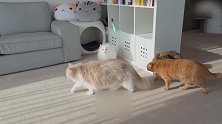 好多只猫咪，这好奇的小眼神，是在看什么呢