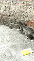 猫主人快过来，给我一起玩老鼠！