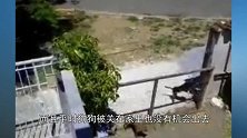 狗狗关家里却意外怀孕，主人疑惑不解，主人看监控后无语！
