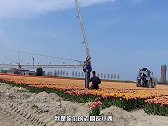 花农收割郁金香，不知道的还以为是收马蹄的呢