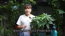 发财树叶子发黄了，应该如何养护？