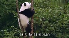 吃我一记过肩摔！熊猫宝宝把妈妈一把摔翻，迎来了一顿暴揍！