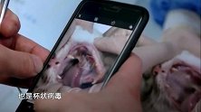 宠物医院2，得口炎多难受，猫咪患上口炎，吃东西就疼，不吃还饿