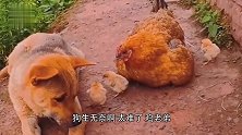 鸡：你是不是又想偷吃小鸡呢，给我老实点儿！