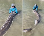 加拿大一男子在河中捕获3米多长鲟鱼 抱着将其释放