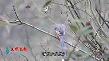 漂亮的长尾巴红嘴蓝鹊，在树上吃什么呢？又飞来一只把它吓跑了