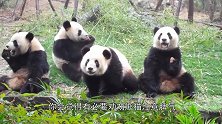 得劝劝国宝熊猫注意脾气，看看澳大利亚的国宝，都上餐桌了！