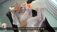 独苗奶猫看到奶瓶火速爬上主人大腿，双手抱起奶瓶对瓶吹，真豪迈
