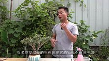 夏季给玉树打顶好处多还是弊端多？看完之后又学到一招