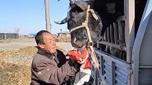 老人含泪卖牛反复为它擦拭：我没能力养活你了