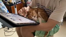 你是我的依靠，我是你的暖手宝。拥有一只黏人的橘猫也是一大幸事