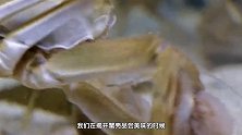 倍儿健康：奶茶续命？秋季养生不妨从第一只大闸蟹开始
