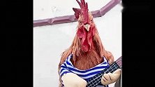 我家大公鸡，竟然还学起了“弹吉他”，1000块钱我都不舍得卖它