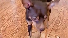 主人啥都不让吃，鹿犬生气了