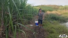 农村长满水草的水沟里，下个鱼笼竟捕获几条大货，小伙乐坏了