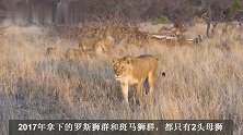 马布里雄狮联盟：负责任的狮王，10只幼崽全部茁壮成长