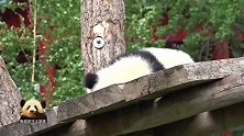 熊猫宝宝梦圆摇头晃脑卖个萌，可爱得不要不要的