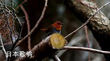 日本歌鸲野外鸣叫