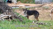 小豹子想捕狗子练练手，不料被狗的反应吓坏了狗哥，我只是路过
