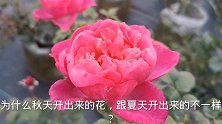 秋天月季花颜色为什么跟夏天不一样？有人说变异了，其实不是