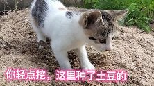 猫咪施肥真的非常专业，就连我这个种菜的都自愧不如啊！