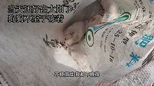 四只还没断奶的小狗被装在麻袋里扔在我家门口