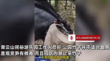 女子在景区竹园拔笋10余棵被工作人员拦下，景区：是观赏笋有微毒，不能食用