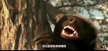 狮子捕食蜜獾，被平头哥打了一拳，感觉狮子都蒙了