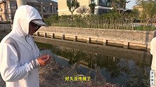 这条小河不得了，窝子里鱼星像烧开水，鲫鱼饿得眼发晕，见钩就咬