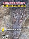 广西柳州：200斤鳄鱼被吓后待水里溺死