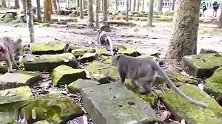 猴王一来就和母猴冲突，猴妈只好跑啊